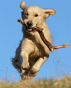 Getting rid of fleas on dogs