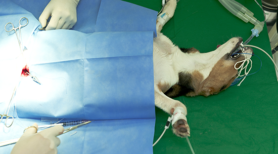 Is your dog safe under anesthesia?