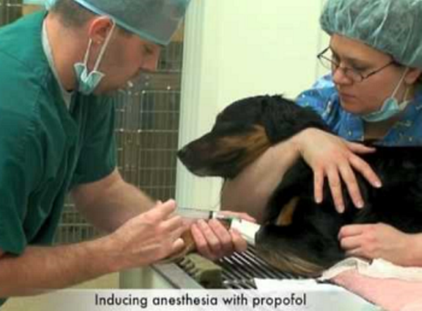 Is your dog safe under anesthesia?