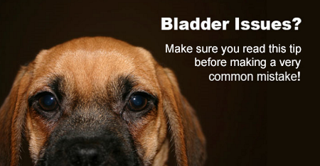 The best remedies for bladder infections in dogs