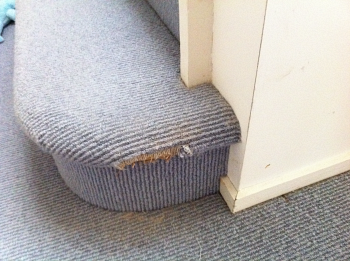 How to stop dogs chewing carpets and furniture