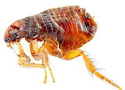Stats and facts about fleas