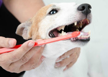 Dental decay in dogs