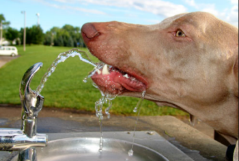dehydrated dogs