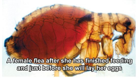  Female flea engorged with its host's blood.