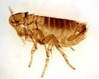 All about Human Fleas in Flea Circuses at www.carolesdoggieworld.com