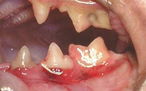 Causes of Stomatitis in dogs.