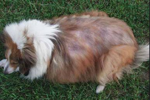 Hypothyroidism and your dog