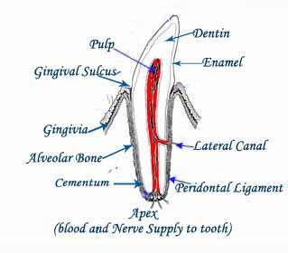 A diagram of the components of a tooth, enamel, dentine, cementun, pulp, apex and periodontal ligaments.